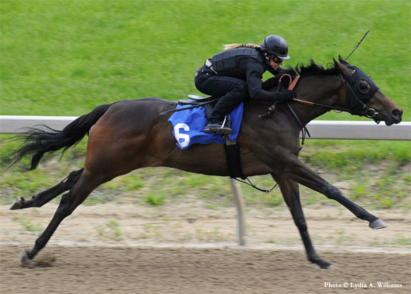 Candy Ride Filly