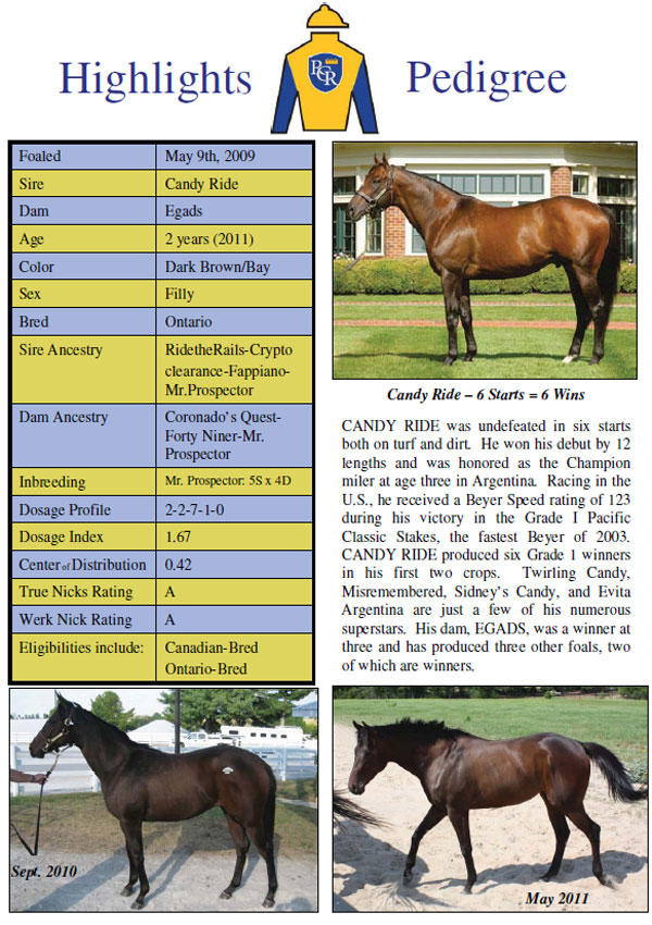 Candy Ride Filly