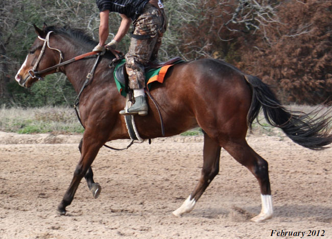 VALENTINE EDDIE- Colt
