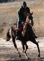Saracen08
