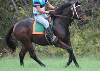 WEB-Gallop-2-Oct-12