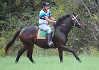 WEB-Gallop-Oct-12