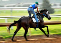 WEB-SB-gallop