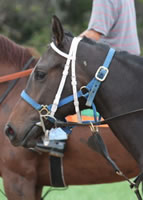 WEB-Slew-City-Slew-Head-Shot-in-training