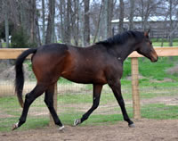WEB-Springboard-trot