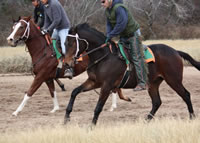 WEB-galloping-with-company