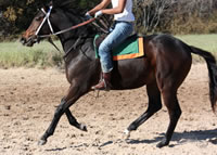 WEB-in-stride