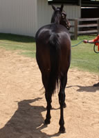 WEB-rear-conformation