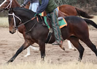 WEB-restrained-gallop