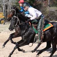 WEB-Galloping-120114