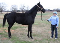 WEB-Sassy-Kiss-Dec-12-size-with-handler