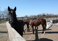 WEB-Sassy-Kiss-in-paddock-130112