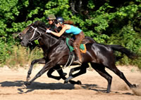 WEB-Sassy-beating-up-on-colt-120512