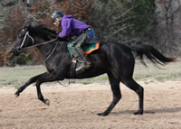WEB-in-stride-1202